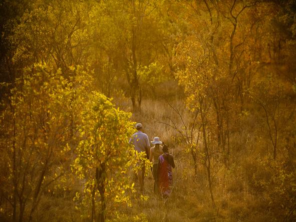 Tarangire Treetops - walking safari